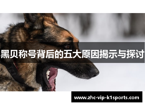 黑贝称号背后的五大原因揭示与探讨 黑贝称号背后的五大原因揭示与探讨